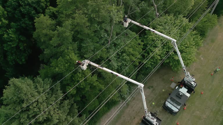 Best Tree Preservation Services  in Steele, AL