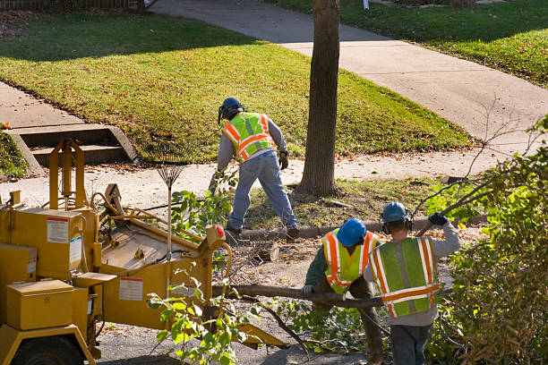 How Our Tree Care Process Works  in  Steele, AL